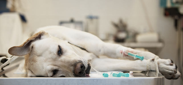 Peligros de antiinflamatorios y analgésicos en mascotas